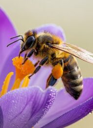 Anfänger lernt die Grundlagen der Makrofotografie am Beispiel einer Biene auf einer Blüte.