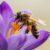 Anfänger lernt die Grundlagen der Makrofotografie am Beispiel einer Biene auf einer Blüte.